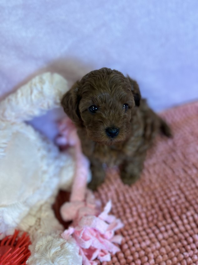 cavoodle puppy