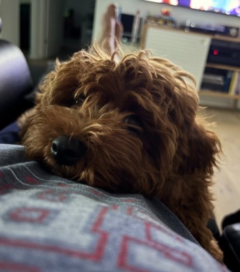 cavoodle puppy