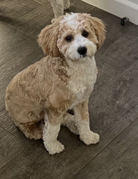 cavoodle puppy