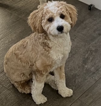 cavoodle puppy