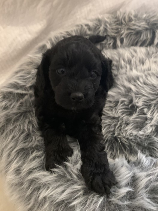 Cavoodle Puppy