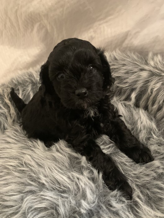 Cavoodle Puppy