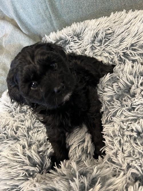 cavoodle puppy