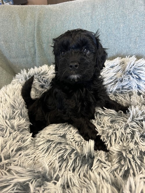 cavoodle puppies