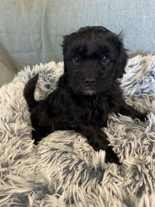 cavoodle puppy