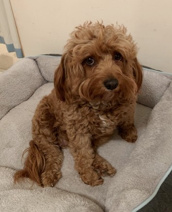 cavoodle