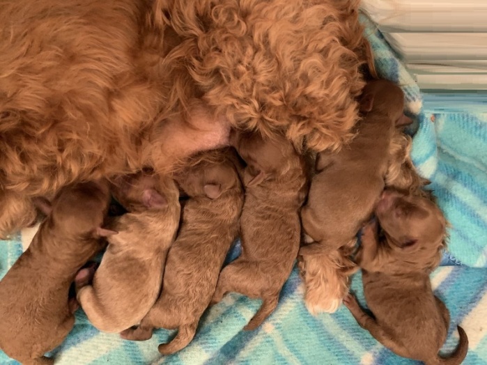 cavoodle puppies