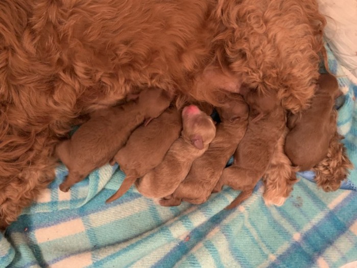 cavoodle puppies