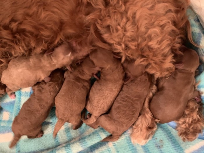cavoodle puppies