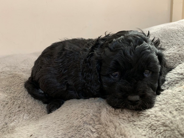 cavoodle puppy