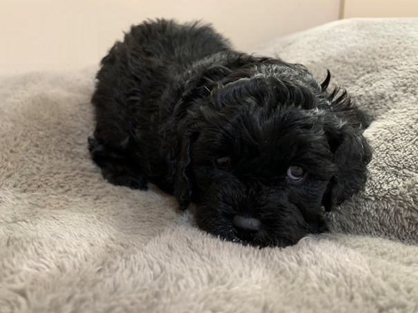 cavoodle puppy