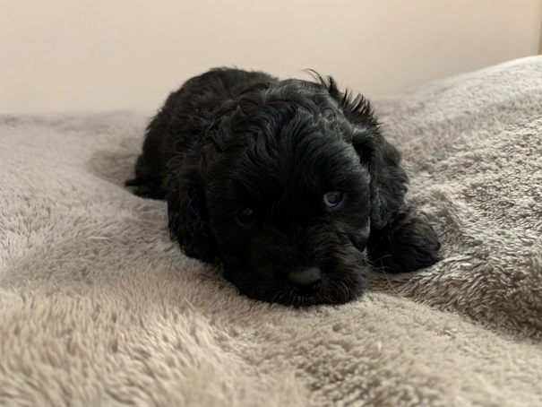 cavoodle puppy