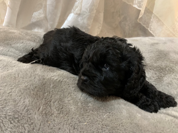 cavoodle puppy