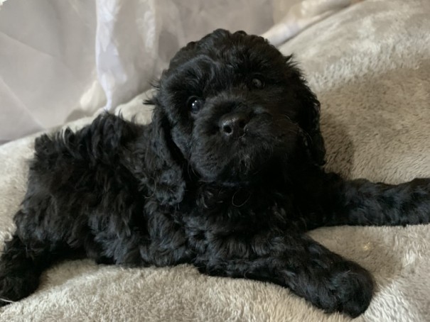 cavoodle puppy