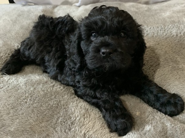 cavoodle puppy