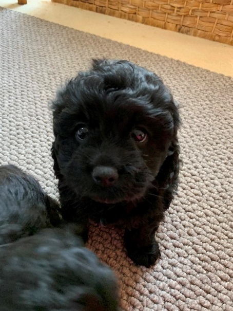 cavoodle puppy