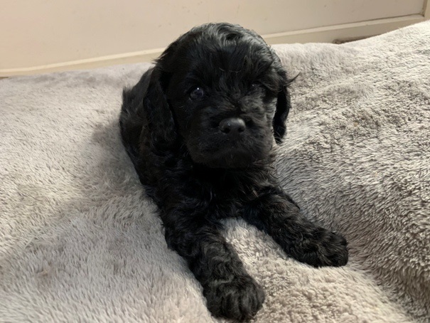 cavoodle puppy