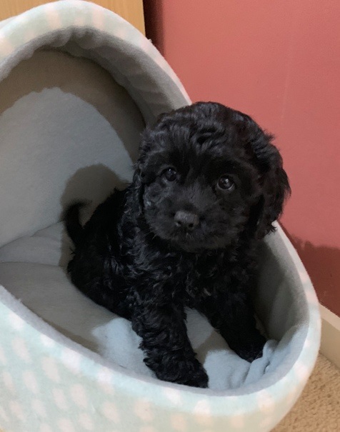 Cavoodle puppy