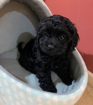 Cavoodle puppy