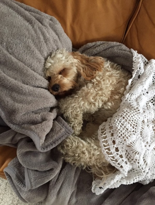 cavoodle puppy