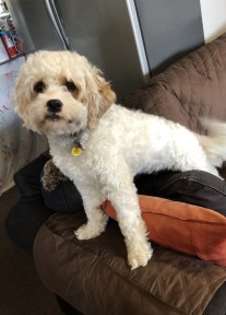 Cavoodle Bella