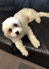 Cavoodle Bella