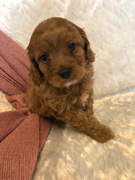 cavoodle puppy