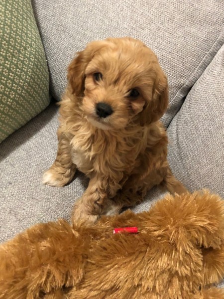 cavoodle puppy