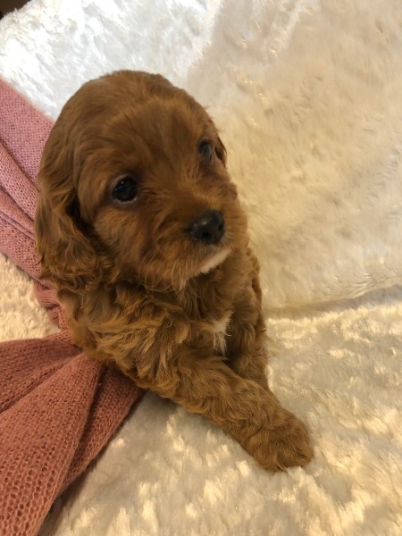 cavoodle puppies