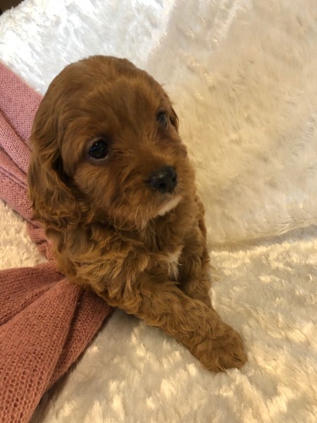 cavoodle puppy