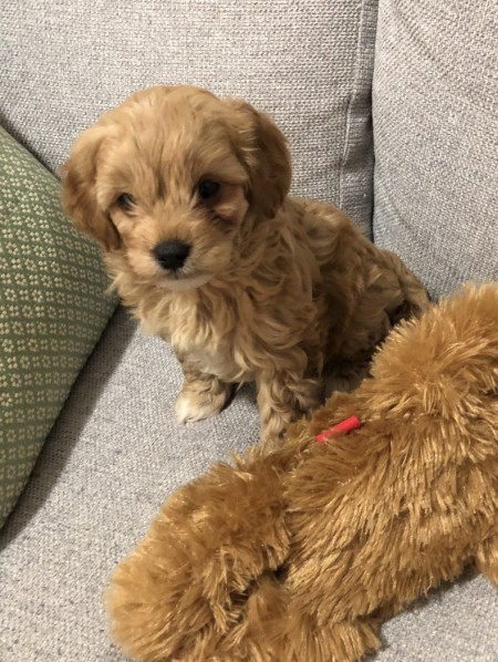 cavoodle puppy