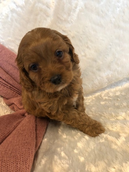 cavoodle puppy