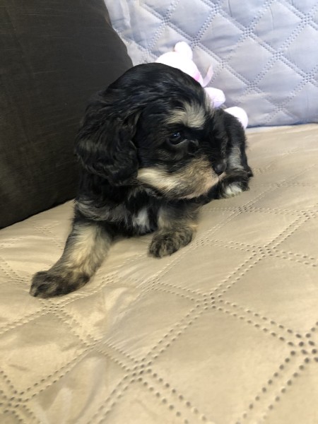 cavoodle puppy