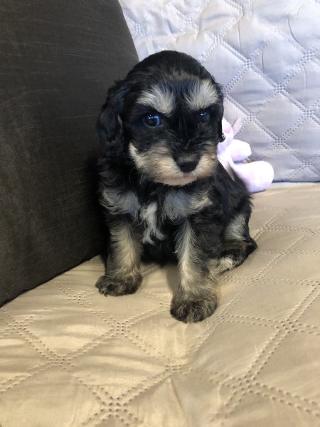 cavoodle puppy