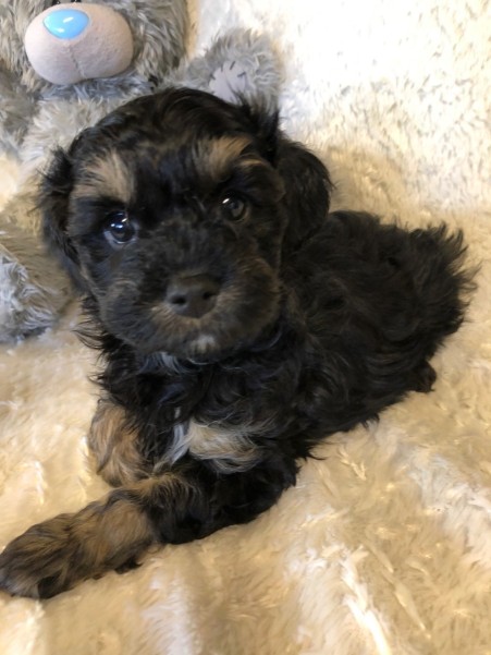 cavoodle puppy