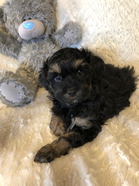 cavoodle puppy