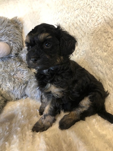 cavoodle puppy