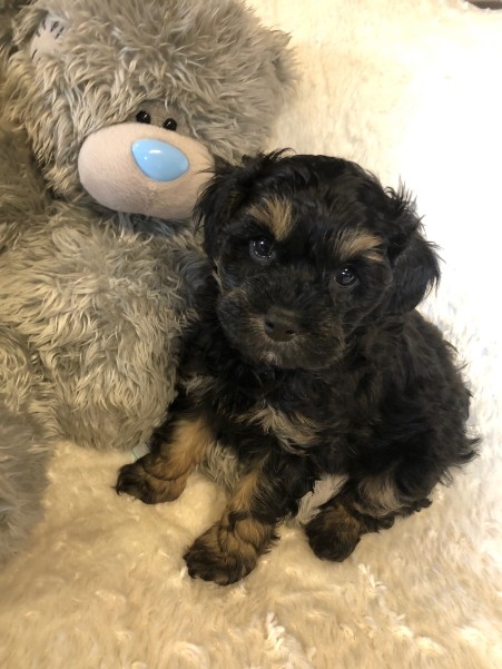 CAVOODLE PUPPY