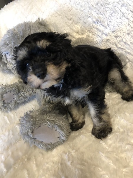 cavoodle puppy