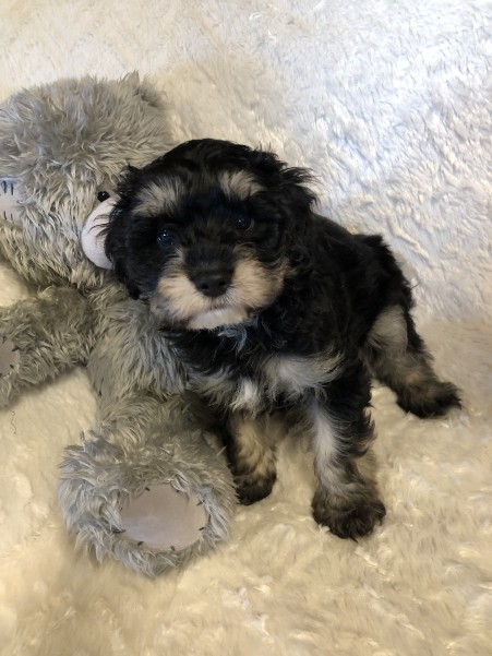 cavoodle puppy