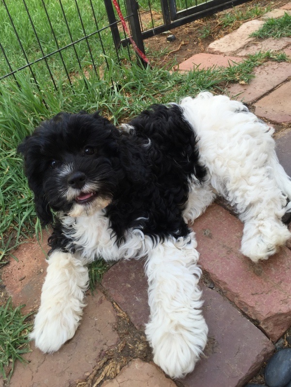 Cavoodle Puppy