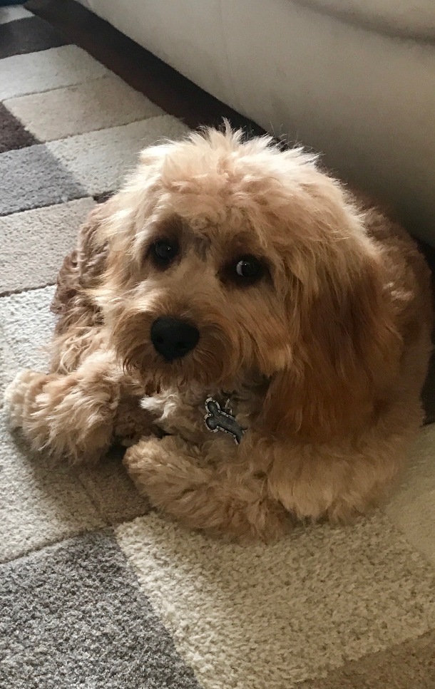 cavoodle puppy