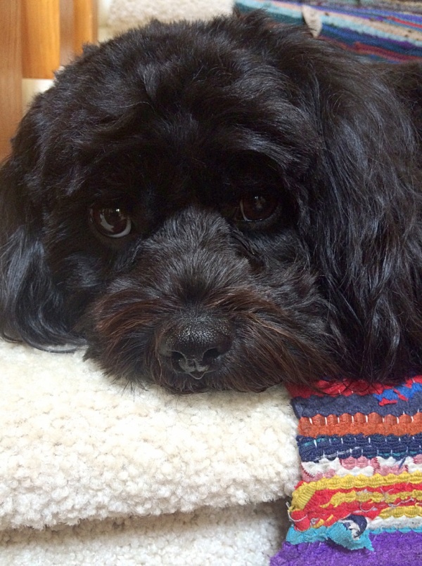 cavoodle puppy