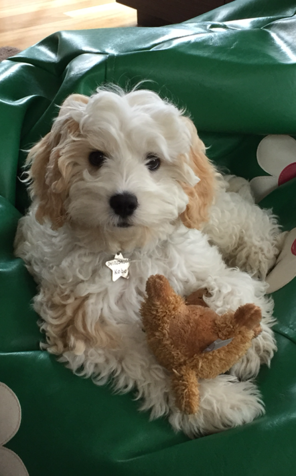 Cavoodle Puppy