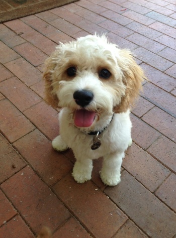 cavoodle puppies