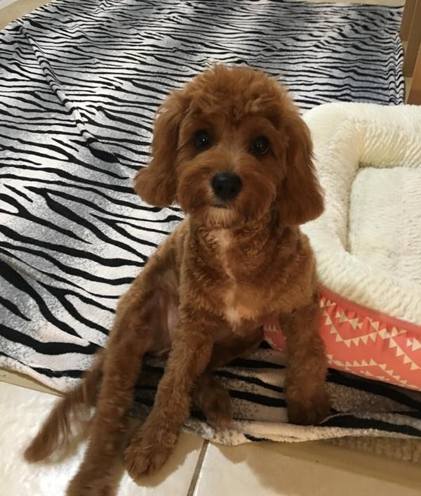 cavoodle puppy