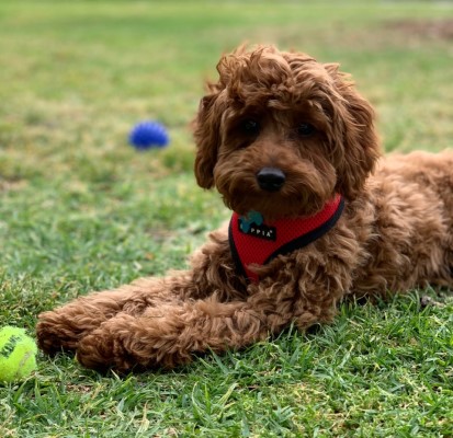 cavoodle puppy