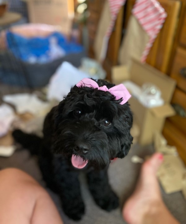 cavoodle puppy