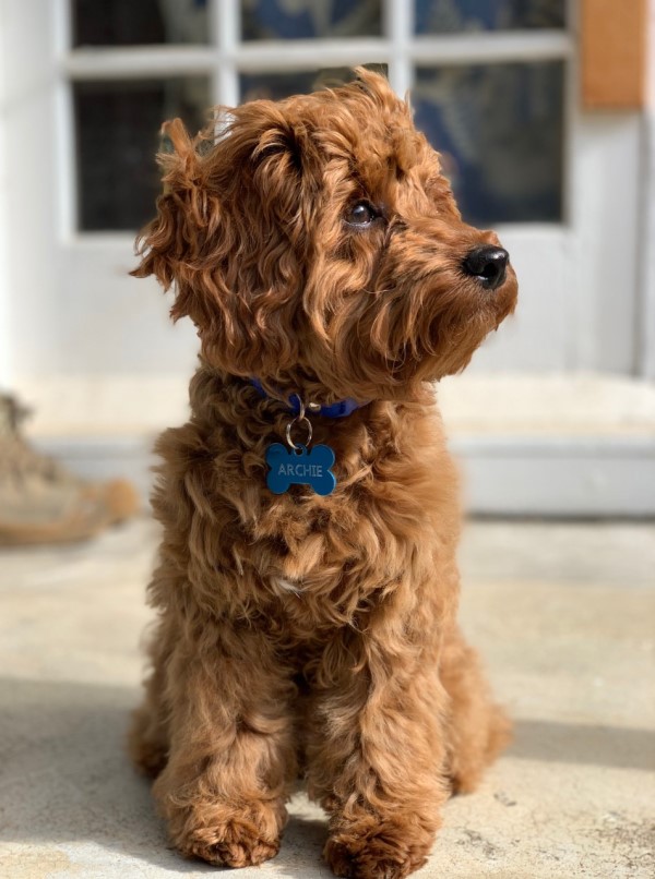 cavoodle puppy