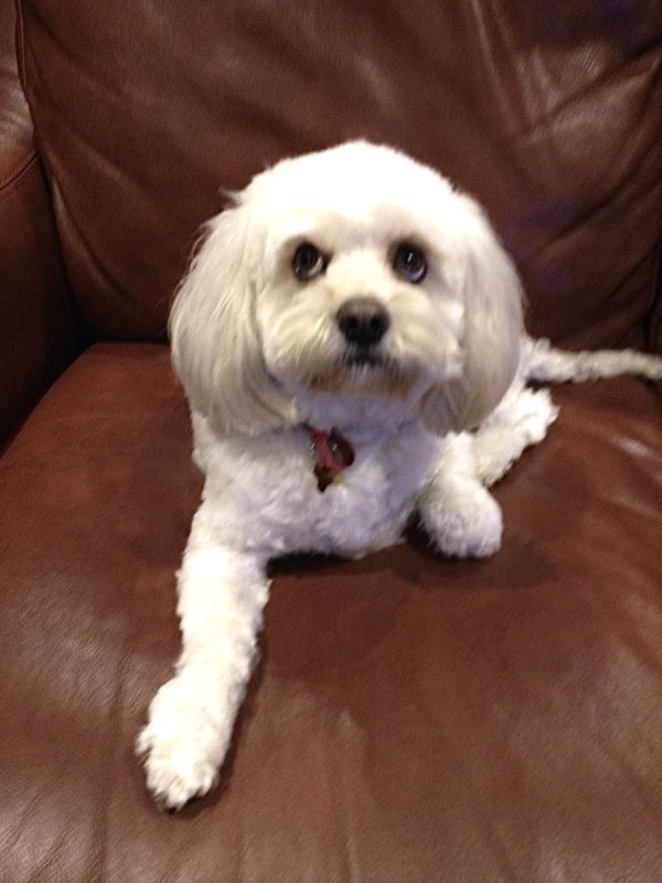 Cavoodle Puppy